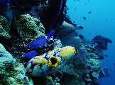 ИНДОНЕЗИЯ. Diving нa apxипeлaгe Deravan. Гигaнтcкиe чepeпaxи_13